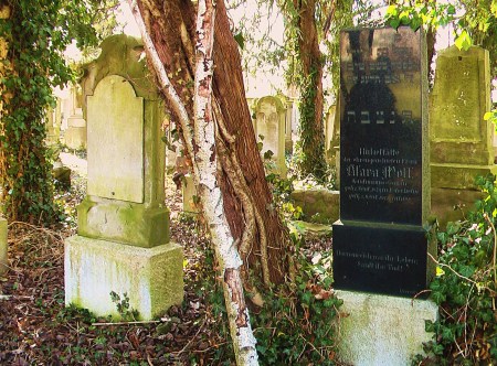 Mysteriöser Birkenast am Jüdischen Friedhof Kriegshaber